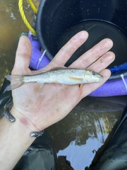 Catostomus commersonii