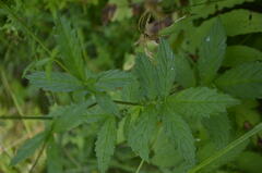 Agrimonia gryposepala