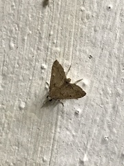 Diplopseustis perieresalis