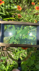 Euphorbia hypericifolia