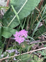 Achillea roseo-alba