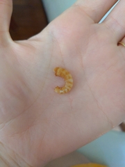Spirula spirula