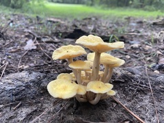 Desarmillaria