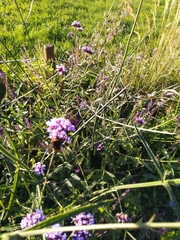 Verbena bonariensis