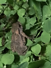 Bufo bankorensis