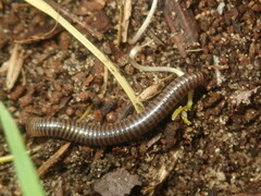Cylindroiulus caeruleocinctus