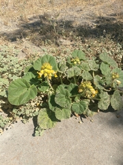 Ibicella lutea