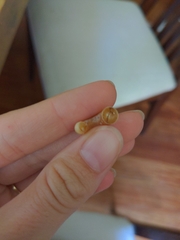 Spirula spirula