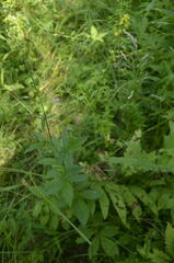 Agrimonia gryposepala