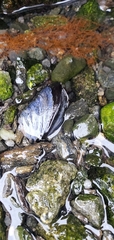 Mytilus edulis