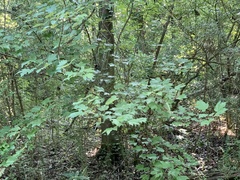 Acer rubrum drummondii