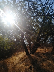Juglans californica