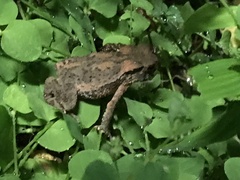 Bufo bankorensis