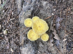 Desarmillaria