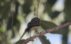 Empidonax wrightii
