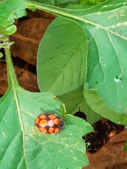 Epilachna mexicana