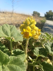 Ibicella lutea