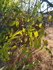 Juglans californica