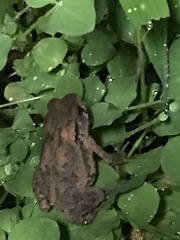Bufo bankorensis