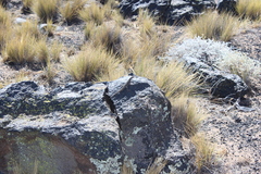 Liolaemus austromendocinus