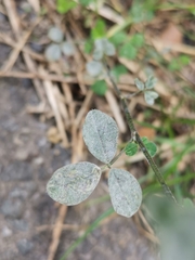 Erysiphe pisi