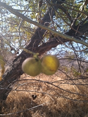 Juglans californica