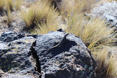 Liolaemus austromendocinus