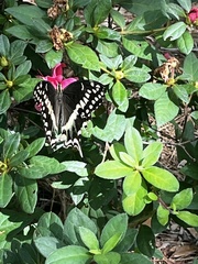 Papilio palamedes