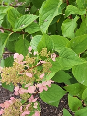 Hydrangea