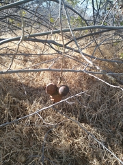Juglans californica