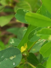 Crotalaria medicaginea
