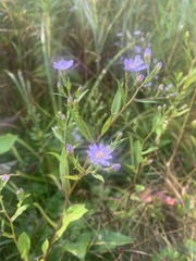 Symphyotrichum oolentangiense