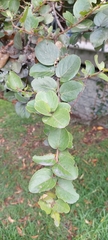 Xylosma spiculifera