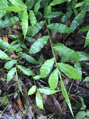 Oplismenus hirtellus