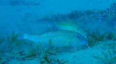 Parupeneus heptacantha