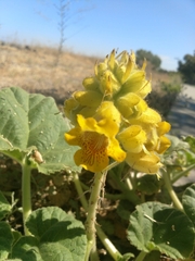 Ibicella lutea
