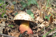 Rubroboletus satanas
