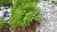 Athyrium americanum