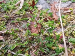 Eragrostis minor