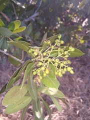 Heteromeles arbutifolia