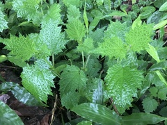 Urtica thunbergiana