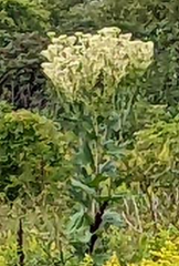 Eupatorium altissimum