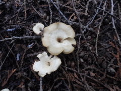 Hohenbuehelia petaloides