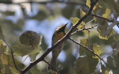 Setophaga townsendi