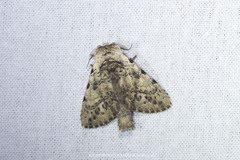 Psegmaphora tripunctata