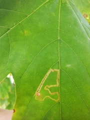 Stigmella aceris
