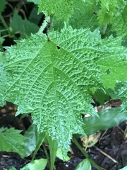 Urtica thunbergiana