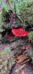 Ganoderma
