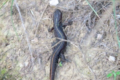 Triturus carnifex