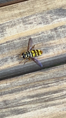 Milesia virginiensis